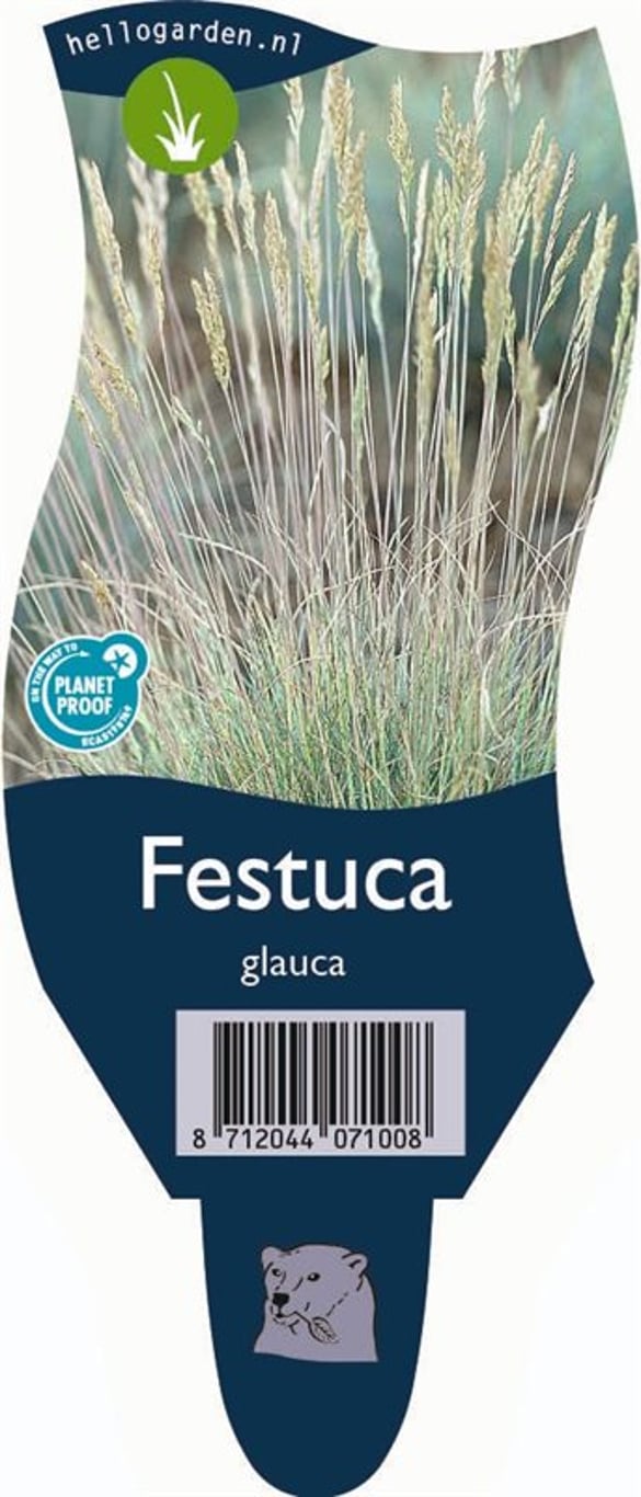 Festuca glauca - P11